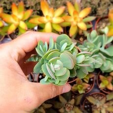 KALANCHOE ROTUNDIFOLIA, image 