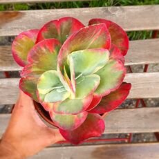 KALANCHOE THYRSIFLORA VARIEGATA, image 