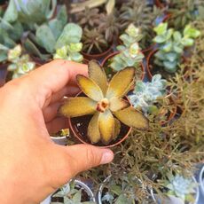 KALANCHOE TOMENTOSA RUBRA, image , 3 image