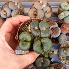 LITHOPS JULII SUBS. FULLERI CV. FULLERGREEN, image 