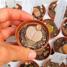 LITHOPS PSEUDOTRUNCATELLA SUBS. DENDRITICA C245, image , 2 image