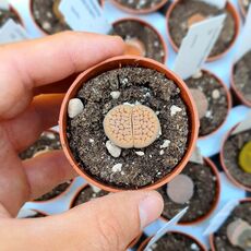 LITHOPS SCHWANTESII VAR. URIKOSENSIS C075, image _ab__is.image_number.default