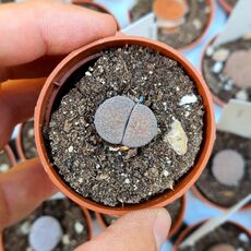 LITHOPS TERRICOLOR C254, image , 2 image