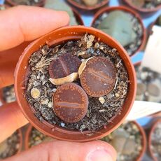 LITHOPS AUCAMPIAE, image , 2 image