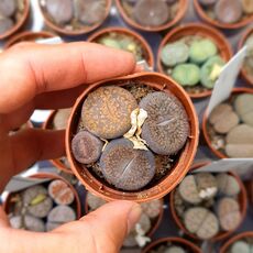 LITHOPS AUCAMPIAE, image , 3 image