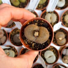 LITHOPS AUCAMPIAE C255, image 