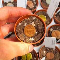 LITHOPS AUCAMPIAE DANIELSKUIL MSG1156, image _ab__is.image_number.default
