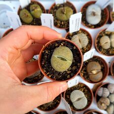 LITHOPS AUCAMPIAE CV. JACKON'S JADE C395, image 