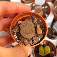 LITHOPS AUCAMPIAE STORM'S SNOWCAP C392, image , 2 image