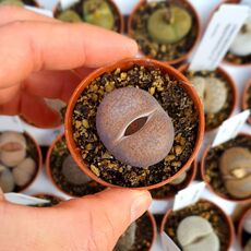 LITHOPS AUCAMPIAE F. KURUMAN C11, image _ab__is.image_number.default