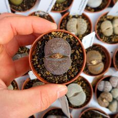 LITHOPS AUCAMPIAE V. EUNICEAE C48, image 