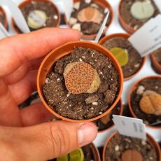 LITHOPS BROMFIELDII V. MENNELLII C283, image _ab__is.image_number.default