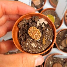 LITHOPS DOROTHEAE F357, image , 2 image