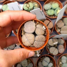 LITHOPS FULVICEPS, image 