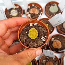 LITHOPS FULVICEPS AUREA C363, image , 2 image