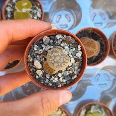 LITHOPS GESINAE V. ANNAE C78, image , 3 image