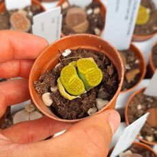 LITHOPS HALLII V. OCHRACEA GREEN SOAPSTONE C111A, image , 2 image
