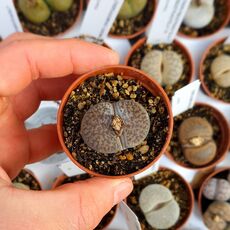 LITHOPS HOOKERI V. DABNERI C301, image 