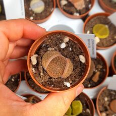 LITHOPS HOOKERI V. MARGINATA C338, image , 3 image