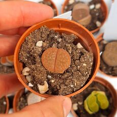 LITHOPS HOOKERI V. SUBFENESTRATA C21, image _ab__is.image_number.default