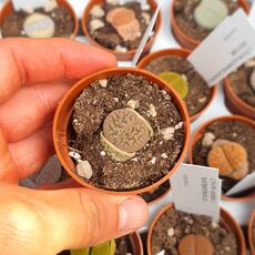 LITHOPS HOOKERII V. SUSANNAE C91, image , 2 image