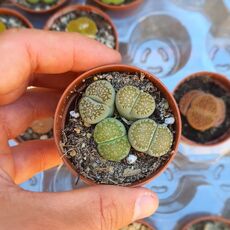 LITHOPS JULII SUBS. FULLERI CV. FULLERGREEN, image 