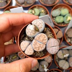 LITHOPS KARASMONTANA, image , 2 image