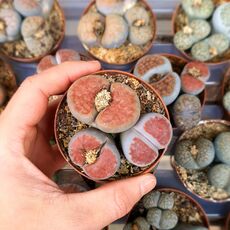 LITHOPS KARASMONTANA, image , 2 image