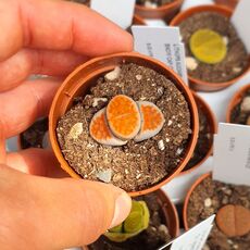 LITHOPS KARASMONTANA ORANGE ICE HSG2175, image , 2 image