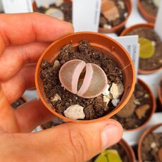 LITHOPS KARASMONTANA BELLA IRONSTONE, image 