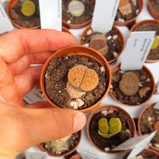 LITHOPS KARASMONTANA SIGNALBERG FORM C065, image , 2 image