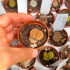 LITHOPS KARASMONTANA SIGNALBERG FORM C065, image 