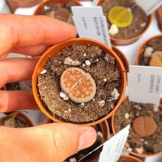 LITHOPS KARASMONTANA TOP RED F097, image , 2 image