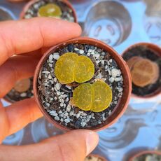 LITHOPS LESLIEI ALBINICA, image , 2 image