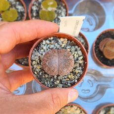 LITHOPS LESLIEI C341 (KIMBERLEY FORM), image 