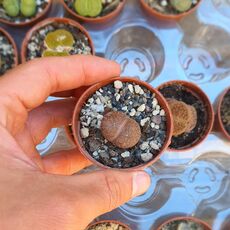 LITHOPS LESLIEI ALBIFLORA C5, image , 2 image
