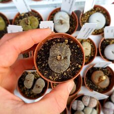 LITHOPS LESLIEI SUBS. LESLIEI V. VENTERI C1, image 