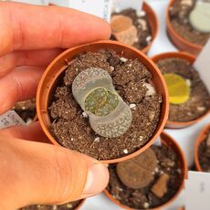 LITHOPS NAUREENIAE C304, image , 2 image