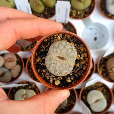 LITHOPS PSEUDOTRUNCATELLA C264, image 