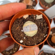 LITHOPS PSEUDOTRUNCATELLA RIEHMARAE C97, image _ab__is.image_number.default