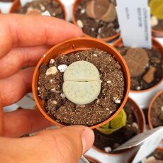 LITHOPS PSEUDOTRUNCATELLA SUBS. ARCHEARAE C306, image 