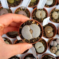 LITHOPS PSEUDOTRUNCATELLA SUBS. DENDRITICA C245, image 