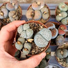 LITHOPS SALICOLA, image _ab__is.image_number.default