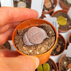 LITHOPS SCHWANTESII V. RUGOSA C192, image 