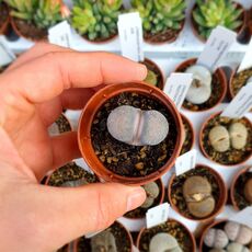 LITHOPS VILLETII SUBS. DOBOERI C231, image 