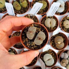 LITHOPS VILLETII V. KENNEDYI C123, image 