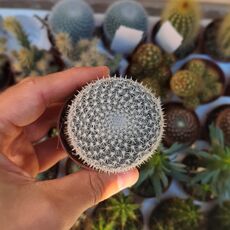 MAMMILLARIA KLISSINGIANA, image 