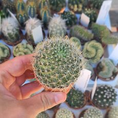 MAMMILLARIA ZEILMANNIANA, image , 2 image