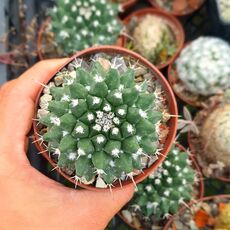 MAMMILLARIA CENTRICIRRHA, image , 2 image