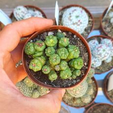 MAMMILLARIA BOCASANA FRED MONSTROSA, image 